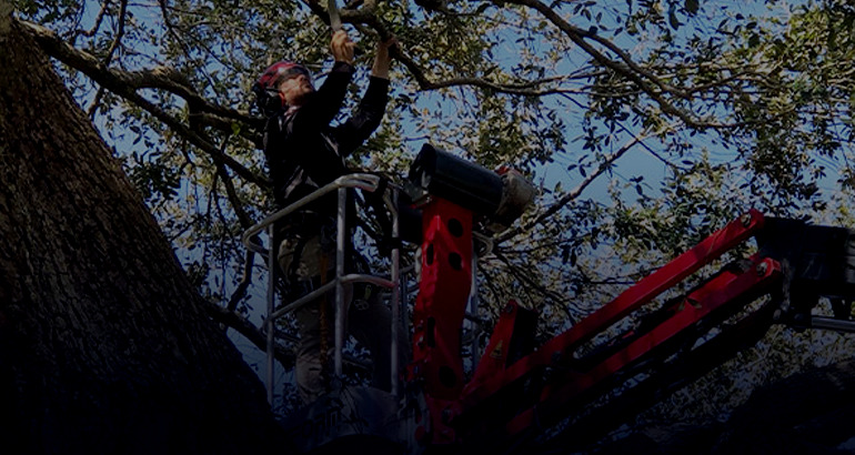 Crew member working from a lift in a tree canopy