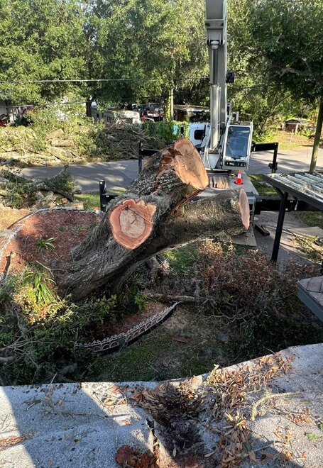 Large limbs sectioned and staged for removal