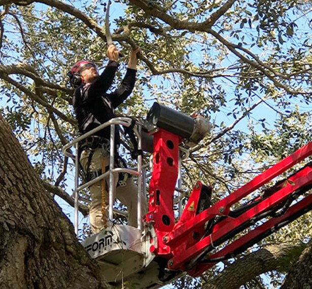 Climber working in the canopy of a large oak